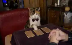 猫先生に今日の運勢を聞く