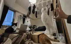 猫3匹の限界同居を撮る